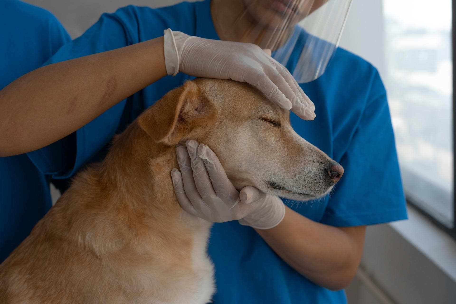 Specialist Vets in Lee's Summit